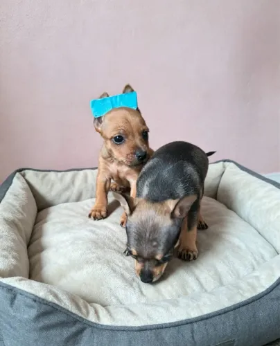 Pinscher fofo