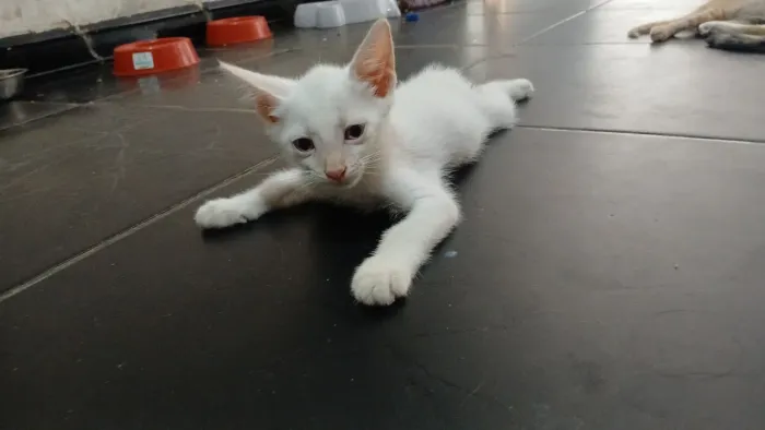 Doação de gato
