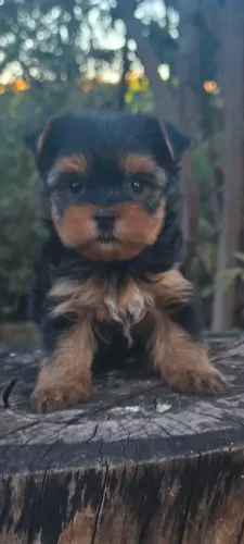 Lindos Filhotes de Yorkshire com Pedigree