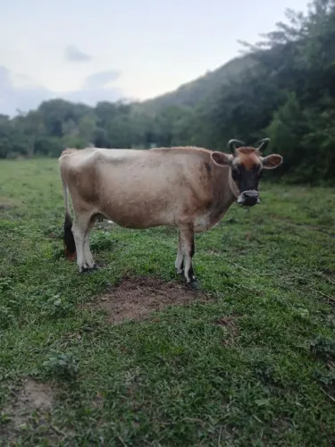 Vendo ou troco vaca gersi