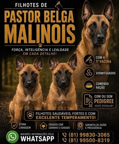 Vende-se filhote de pastor belga malinos