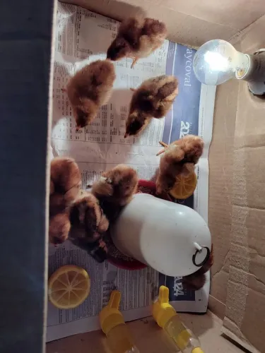 Pintinhos Rhode Island Red e várias raças