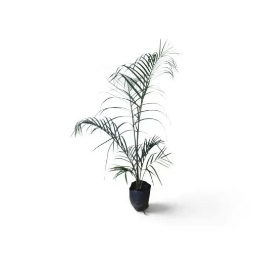 Mudas De Palmeira Triangular Kit 10 Para Paisagismo Jardim 1m