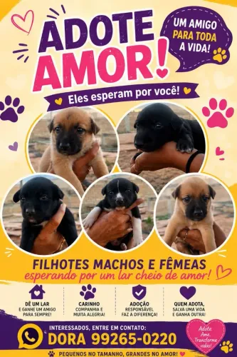 Doação de cachorrinhos