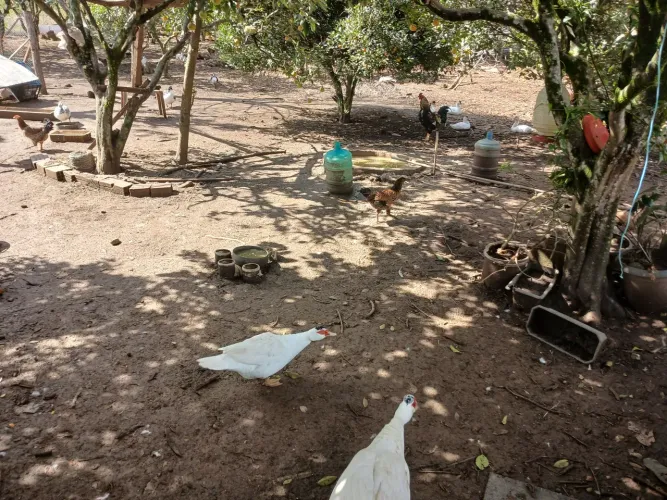  patos 