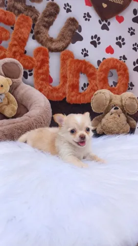 Lindo machinho Chihuahua pêlo longo!