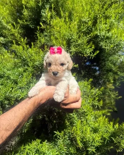 Poodle Toy disponível casal leia o anúncio abaixo