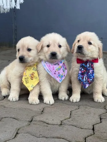 GOLDEN FILHOTE LINDO