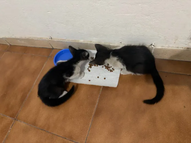 Doação de gatos