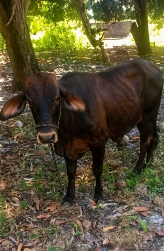 LINDO GARROTE DA RAÇA GI APENAS 1 ANO E 2 MESES