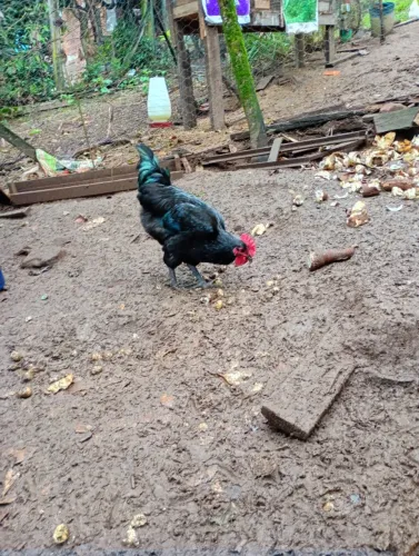 Frango gigante negro 