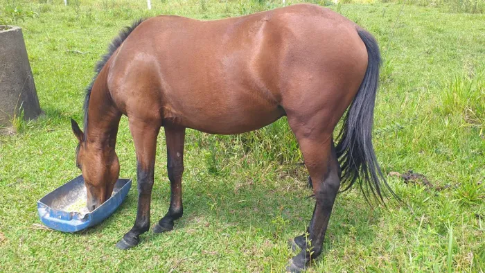 Cavalo novão manso
