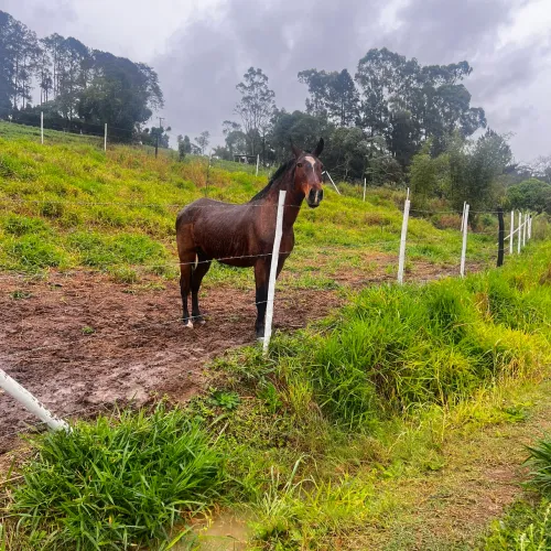Égua mangalarga