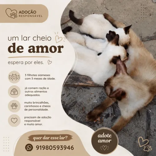 Adoção de siameses