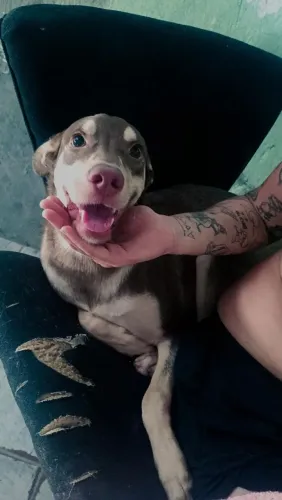 DOAÇÃO DE CACHORRO