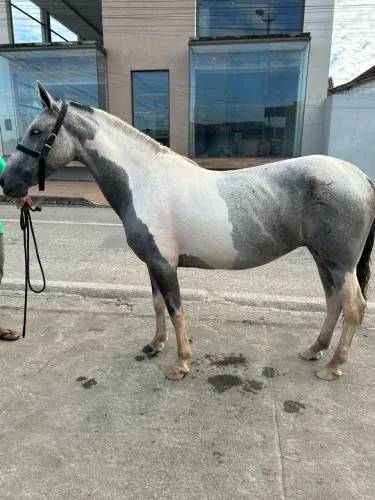 Égua mangalarga