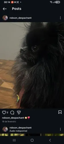 Vende. Se. Lulu pomerania