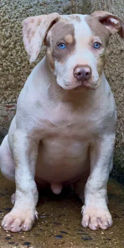 Pit Monster - macho