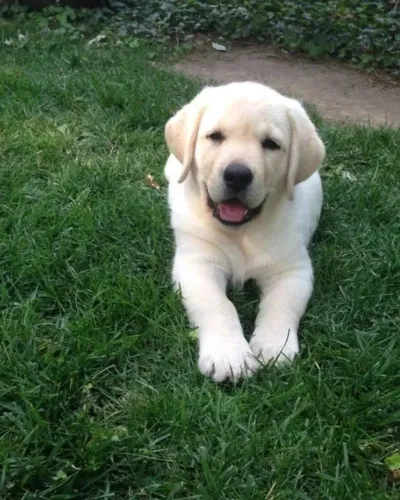Labrador pura inteligencia