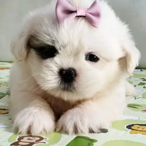 Shih Tzu com Excelente Temperamento