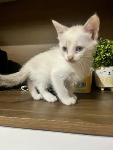 Gato macho para adoção 