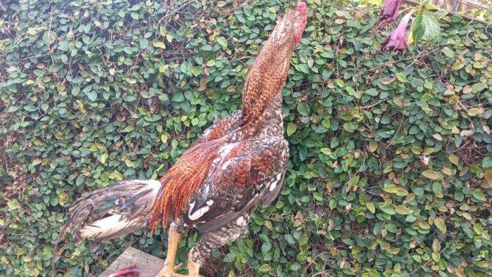 Vendo Frango índio
