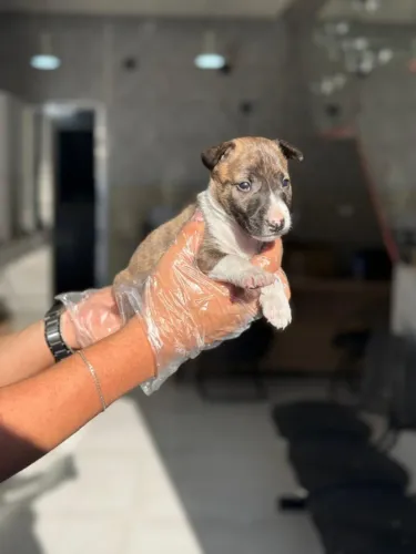 Bull Terrier Femea - Mais Que Um Pet, Um Novo Membro da Família