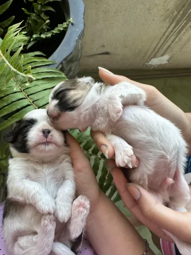 vende-se shih tzu