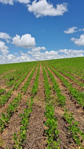 Fazenda em Silvania dupla aptidao