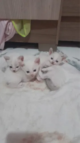 gatinhos para doação