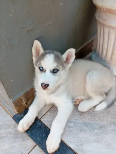 Filhote de husky siberiano