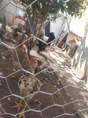 Vendo galinhas tenho Brahma GSD CAIPIRA 