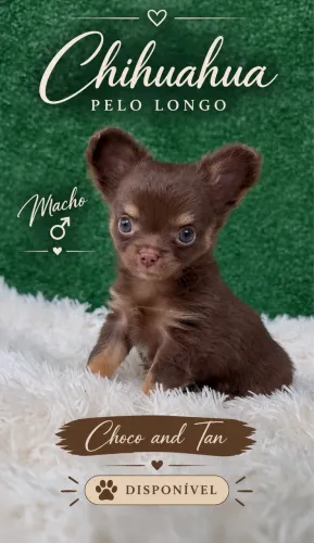 Chihuahua macho pelo longo Chocotan 