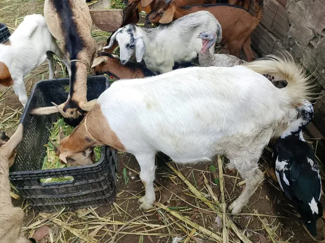 Duas marran de cabra boer