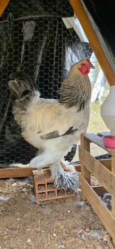 Galo brahma light
