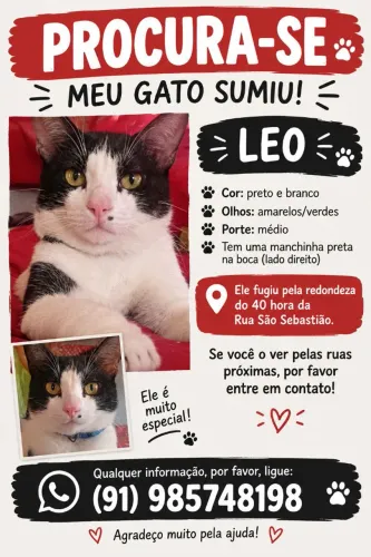 Procura se esse gato 