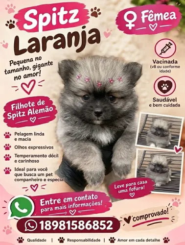 Filhote Spitz fêmea