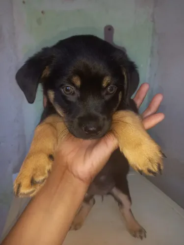 Vendo filhote de Rottweiler fêmea 