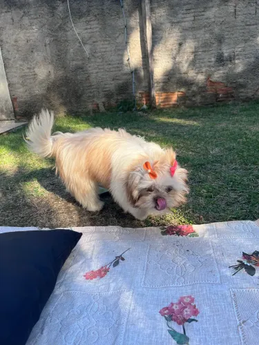 Shitzu fêmea 6 meses