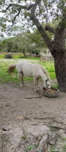 Ponei Garahao