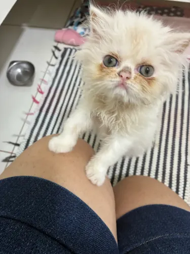 Filhote de persa , branca de olhos azuis