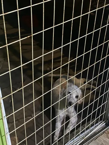 Doa-se cachorro 