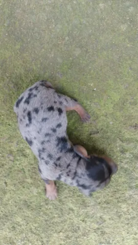 Daschund Teckel Salsichinhas