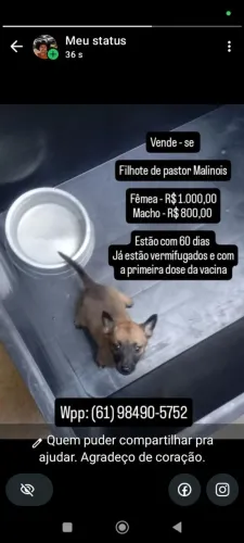 Filhote de Pastor Malinois (60 dias)