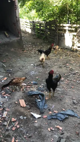 Vende se galinhas e galos