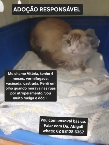ADOÇÃO RESPONSÁVEL. GATINHA CASTRADA