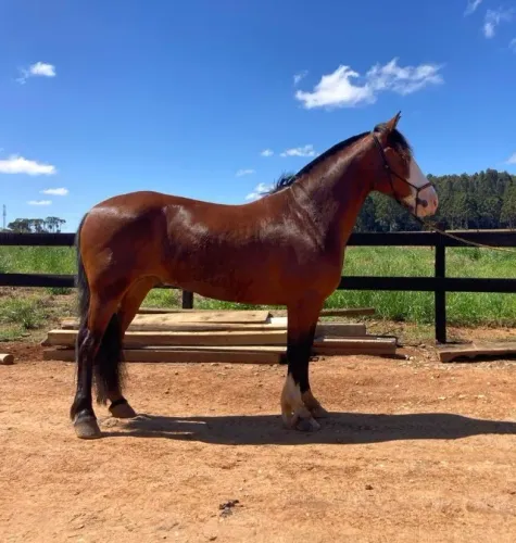 CAVALO CRIOULO