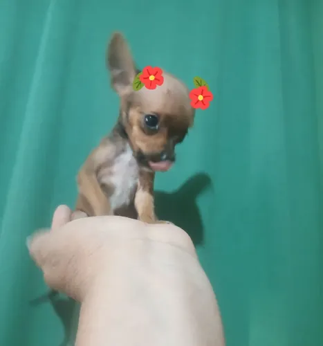 Pinchi fenea n 0