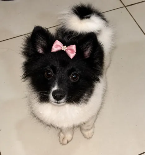 Lulu da pomerania