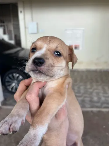 Adoção